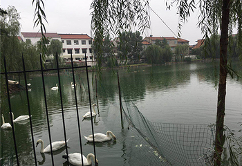 天鹅湖生态园第 11 张图片
