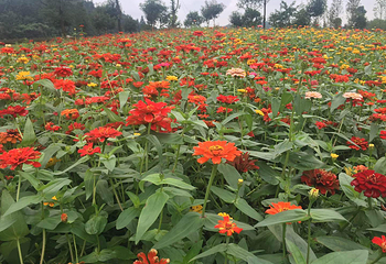 常德洞庭玫瑰花海第 10 张图片