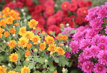 泉州鲜花港第 13 张图片