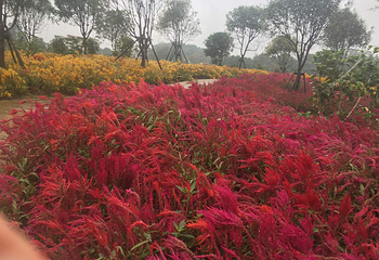 常德洞庭玫瑰花海第 9 张图片