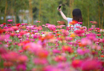 泉州鲜花港第 11 张图片