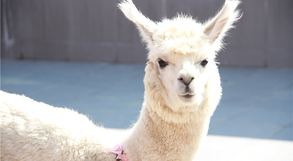 金延安萌萌宠动物园