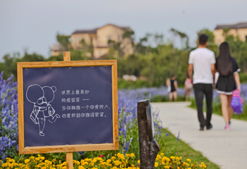 洛阳薰衣草庄园第 12 张图片