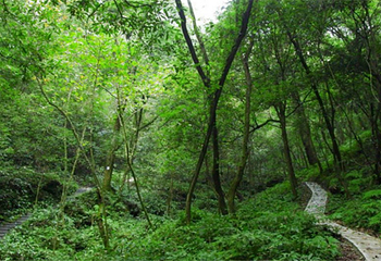 中亚楠木林风景区第 3 张图片