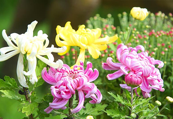 泉州鲜花港第 12 张图片