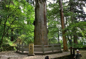 天目山大树王景区第 1 张图片