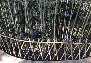 武汉东湖飞鸟世界第 8 张图片