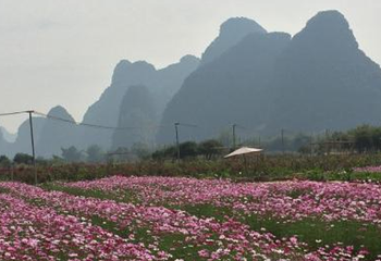 香草森林第 11 张图片