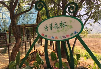 香草森林第 12 张图片