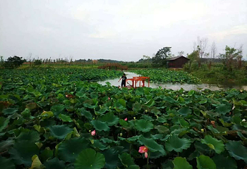洋沙湖第 9 张图片
