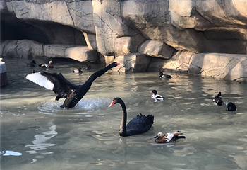 武汉东湖飞鸟世界第 10 张图片