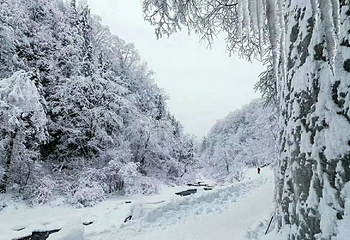 长白山林海穿越第 3 张图片
