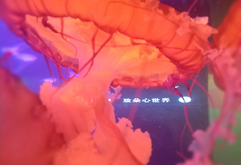 海合安武汉极地海洋公园第 39 张图片