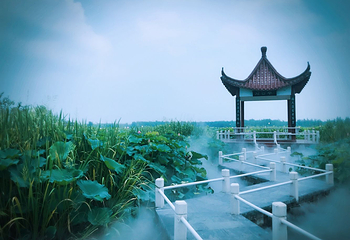 金湖荷花荡景区第 15 张图片