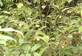 边海野生金花茶园第 1 张图片