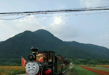 缙云县笕川花海第 11 张图片
