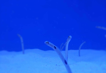 海合安武汉极地海洋公园第 54 张图片