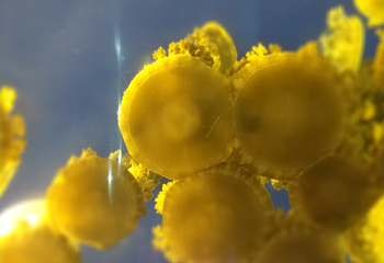 海合安武汉极地海洋公园第 52 张图片