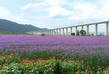 缙云县笕川花海第 12 张图片