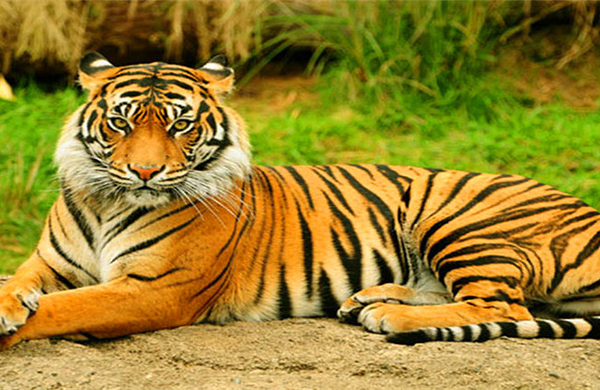 虎鳄农场动物主题公园套票