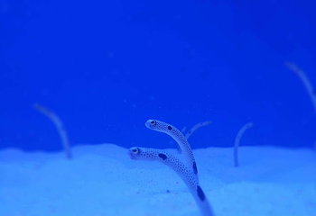 海合安武汉极地海洋公园第 28 张图片