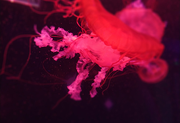 海合安武汉极地海洋公园第 38 张图片
