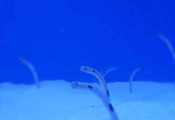 海合安武汉极地海洋公园第 55 张图片