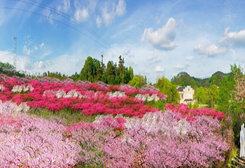 桃花源第 15 张图片