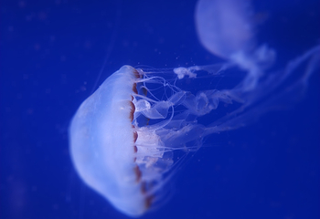 海合安武汉极地海洋公园第 53 张图片
