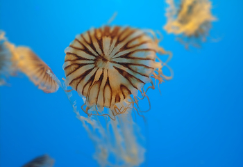 海合安武汉极地海洋公园第 58 张图片