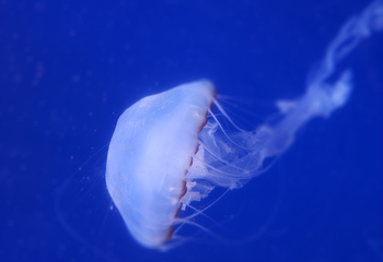 海合安武汉极地海洋公园第 56 张图片