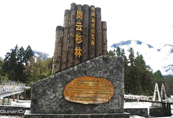 岗云杉林第 10 张图片