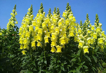 花都香草世界第 11 张图片