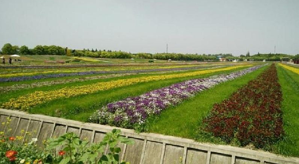 五厍农业休闲观光园