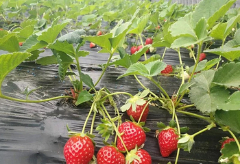 金泉草莓生态观光园第 3 张图片