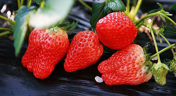 金泉草莓生态观光园