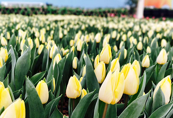 豪泽国际郁金香花海欢乐城第 28 张图片