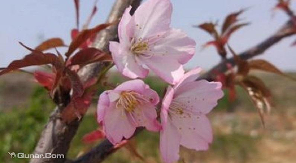 溪河古耕樱花小院