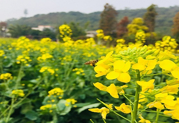 大宗堂十里莲江第 10 张图片