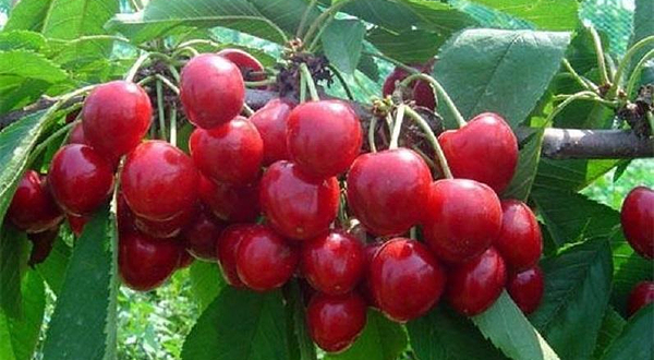 绿之沃大樱桃基地