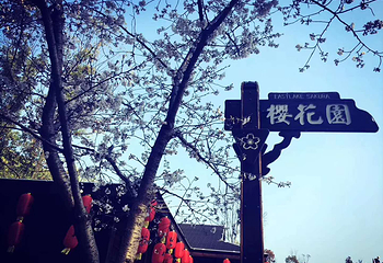 东湖樱花园第 51 张图片