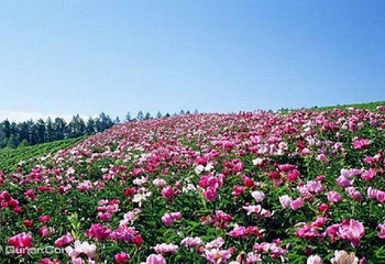 天府茶花博览园第 1 张图片