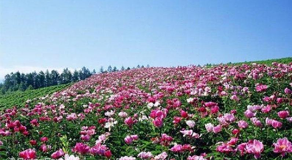 天府茶花博览园