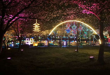 东湖樱花园第 45 张图片
