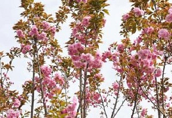 花熳天下（金堂樱花节）第 2 张图片