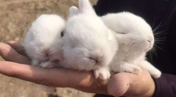 汤王动植物观光乐园