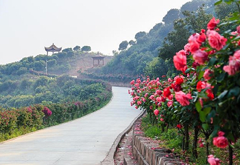 杨梅基地第 2 张图片