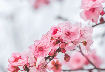 东湖樱花园第 33 张图片