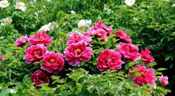 郫县花田喜事景区