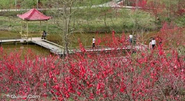 花熳天下（金堂樱花节）